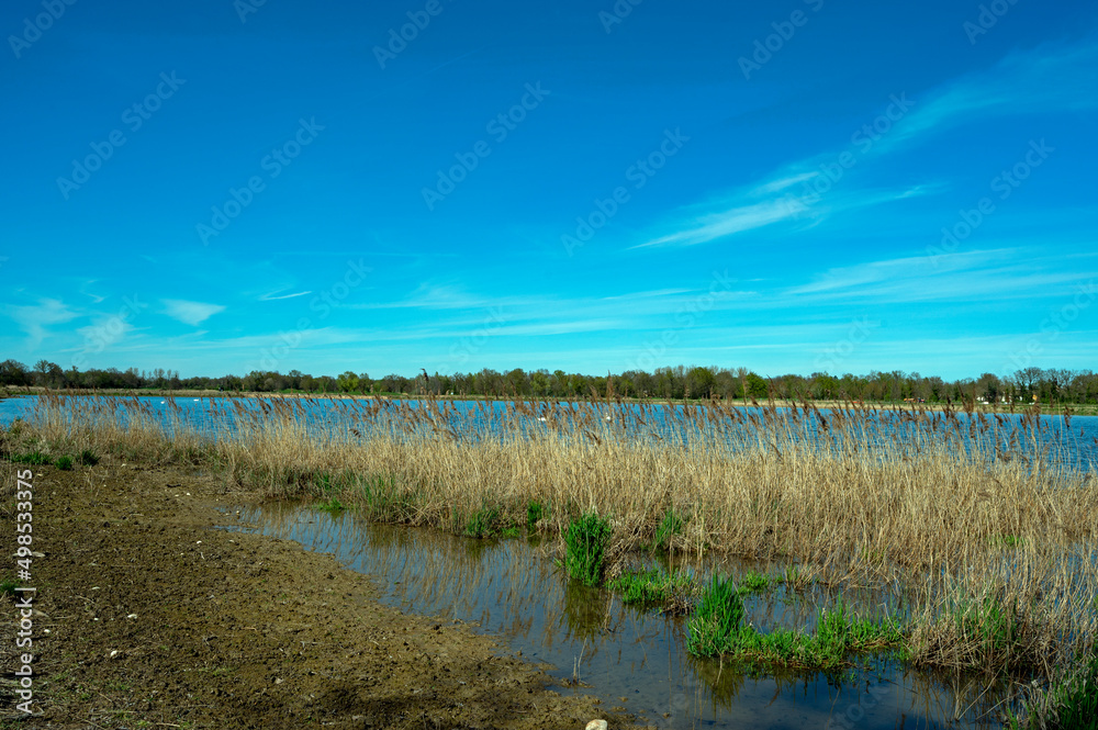 Paysage des étangs de La Dombes dans le département de lAin en France au printemps