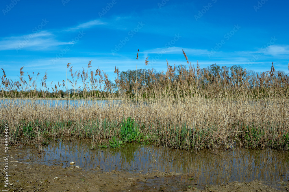 Paysage des étangs de La Dombes dans le département de lAin en France au printemps