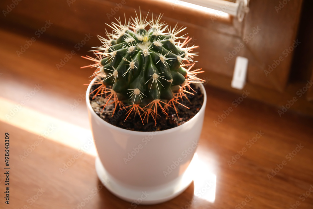 Pot with small cactus on wooden window sill