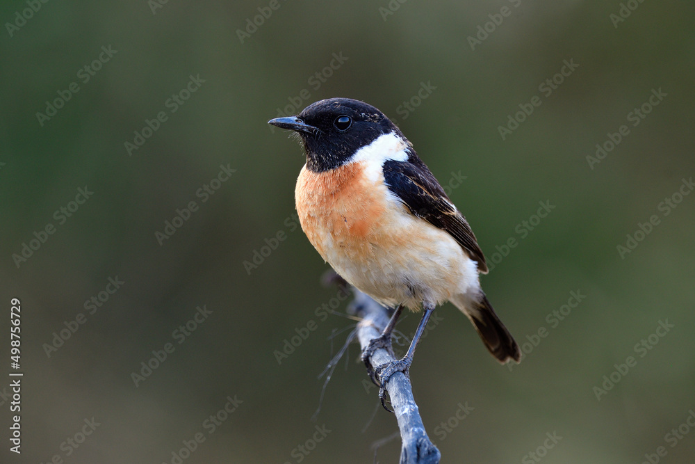 Eastens tonechat（saxicola maurus）可爱的黑头鸟，树枝上有锐利的眼睛