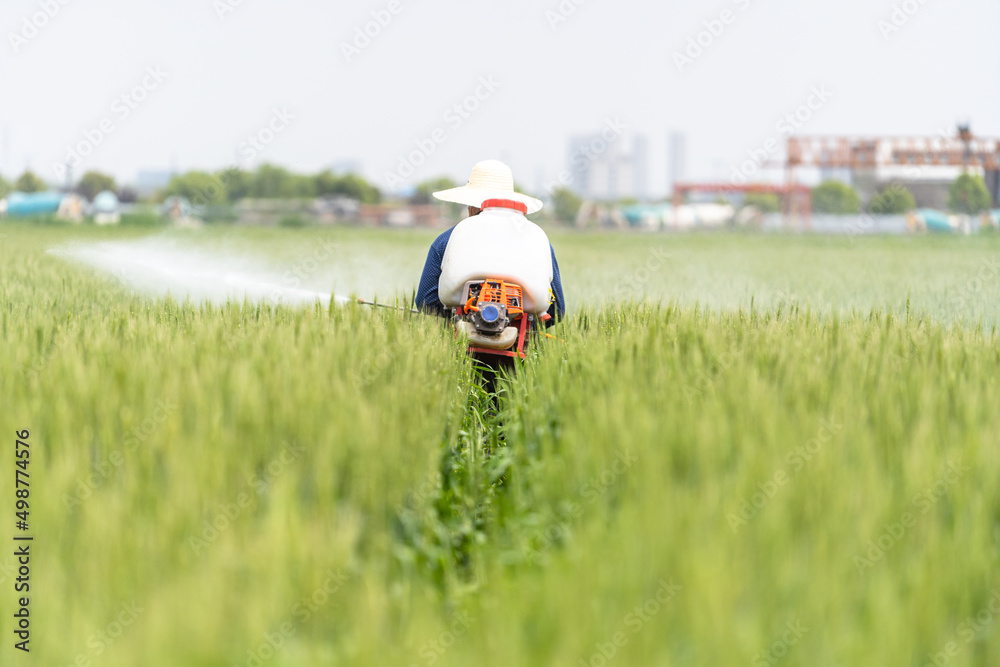 Farmer is spraying pesticide in rice field