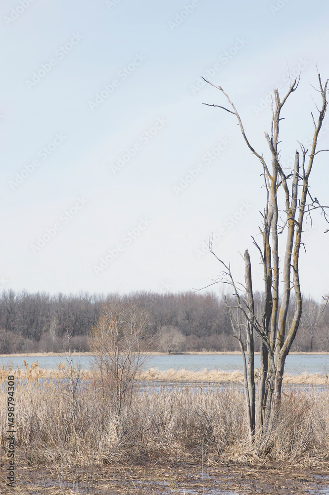 Arbre sans feuille