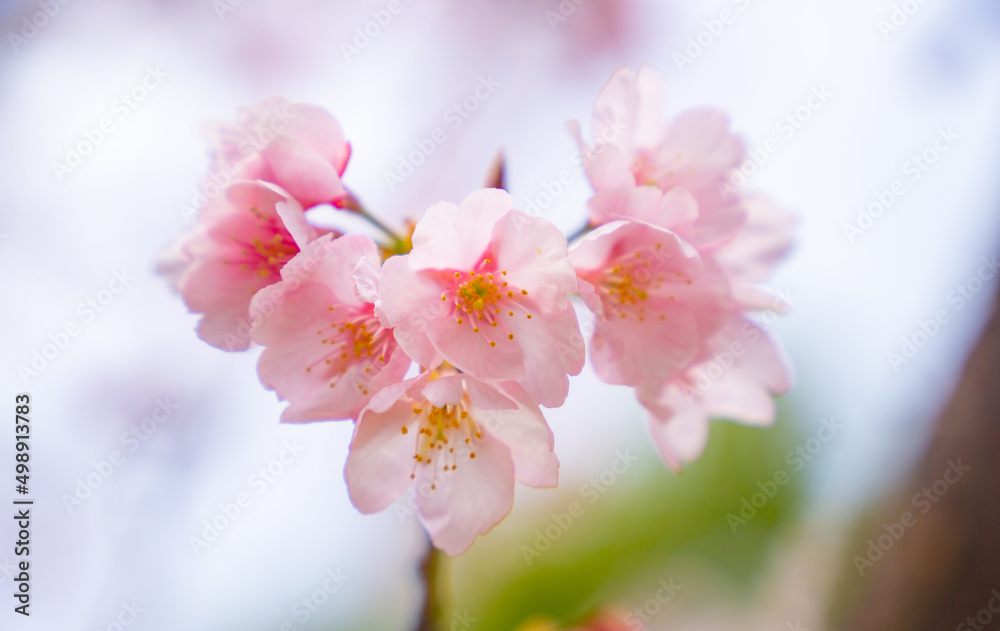 桜