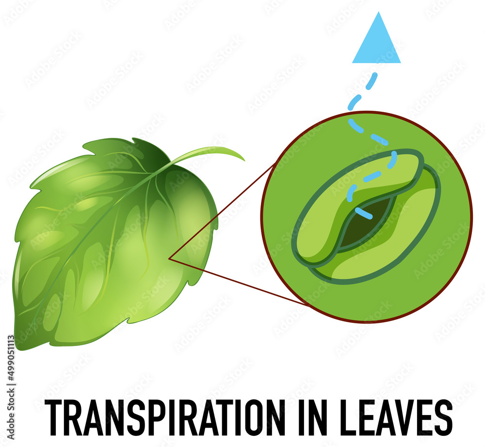 关于叶片蒸腾作用的科学概念