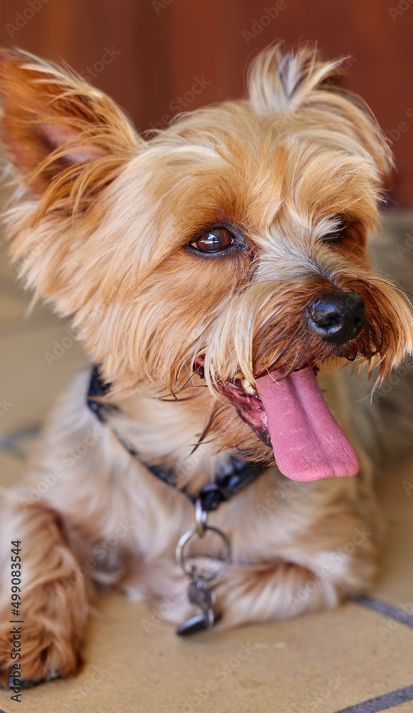 A house isnt a home without a dog. Cropped shot of a Yorkshire Terrier lying indoors during the day.