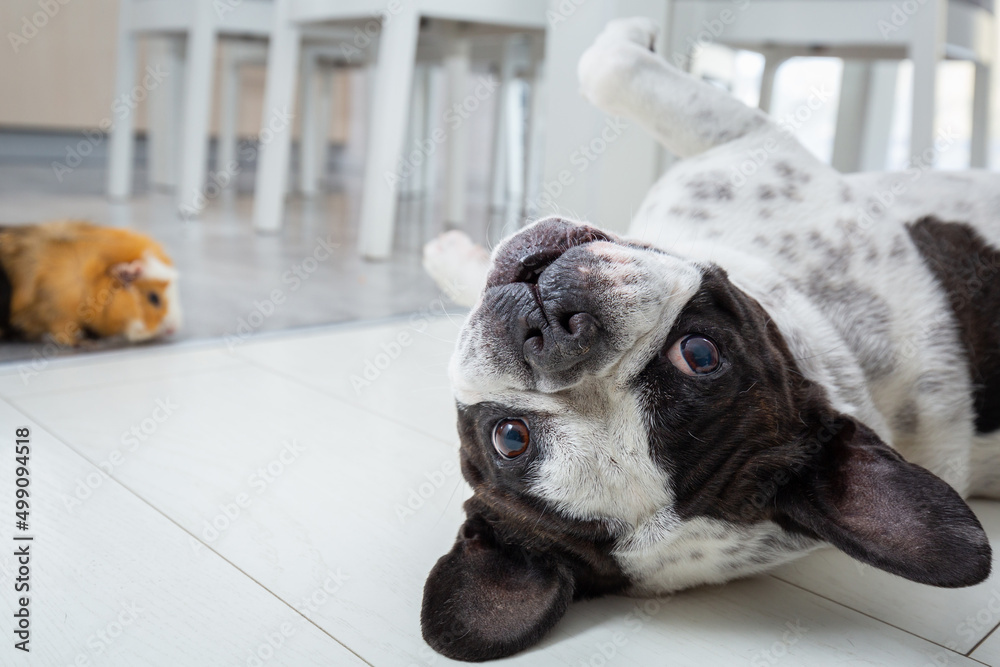 法国斗牛犬在家和豚鼠玩耍