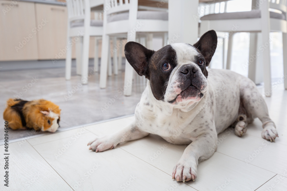 French bulldog at home playing with a guinea pig