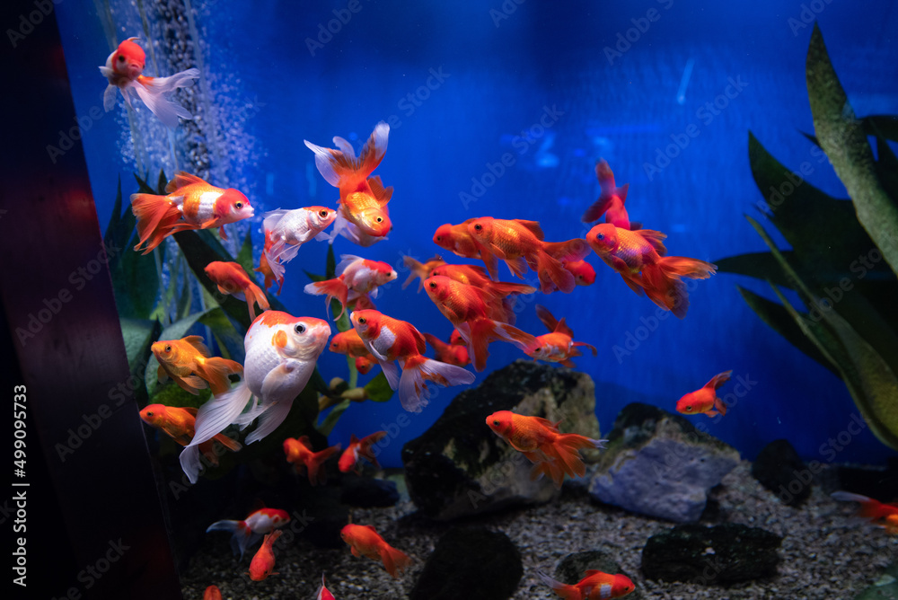 fish swimming in aquarium