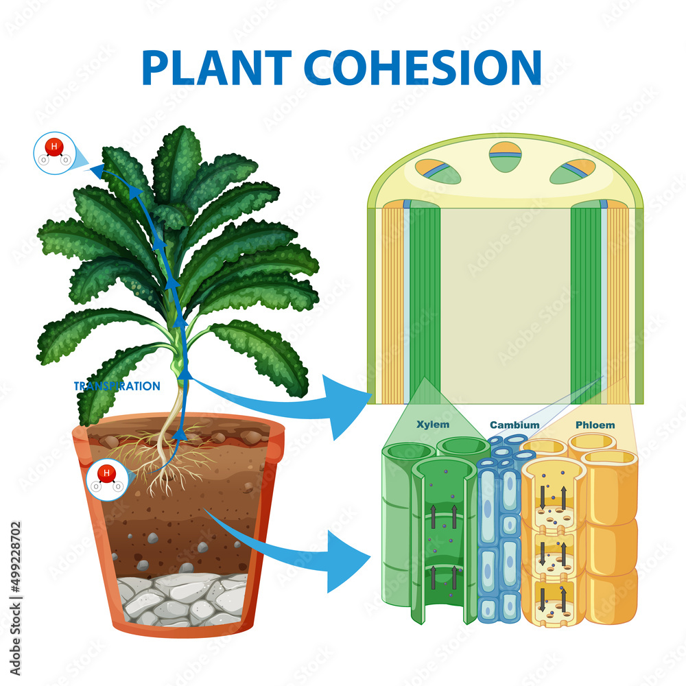 显示植物中水运动的数字图