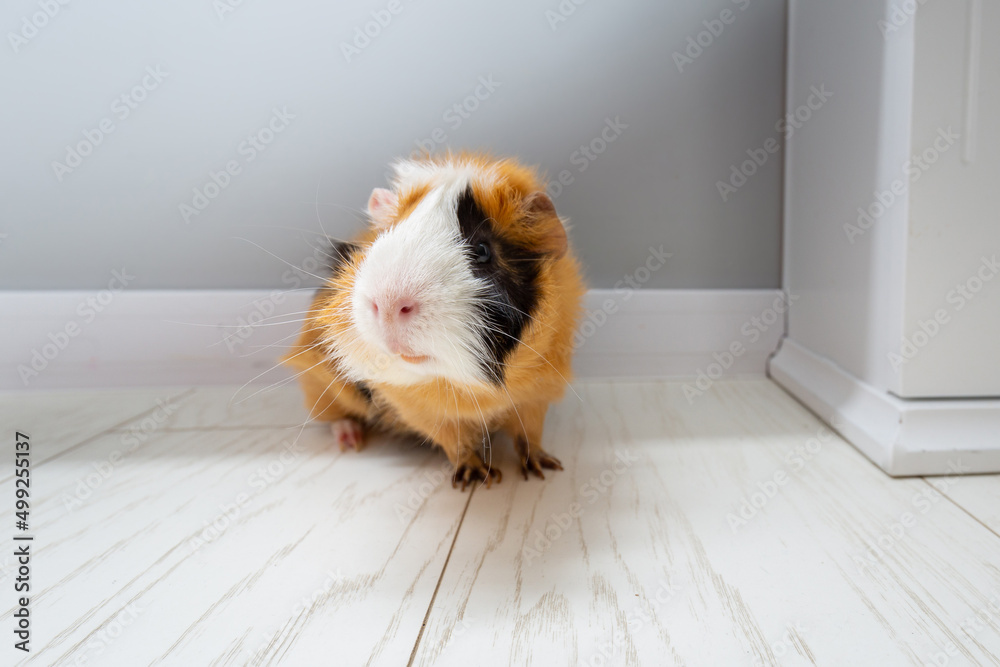 The guinea pig walking on the floor at home