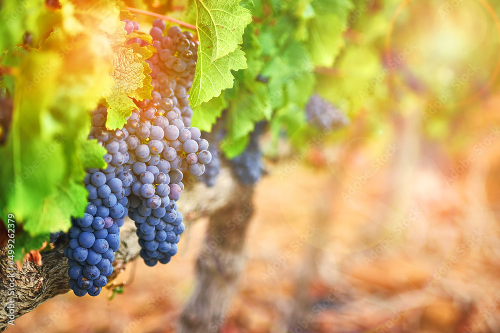 They add a rustic beauty to the landscape. Shot of a bunch of grapes growing on a vineyard.