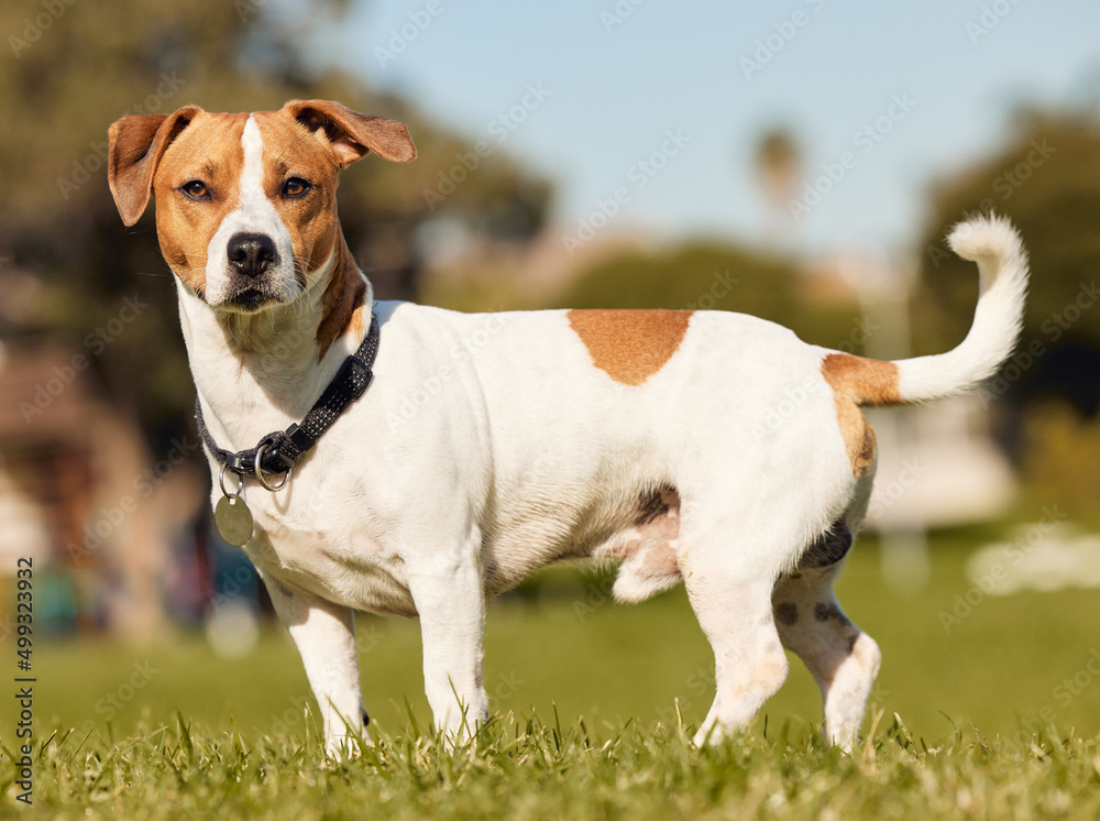 I love the park. Full length shot of an adorable young Jack Russell standing outside on a field.