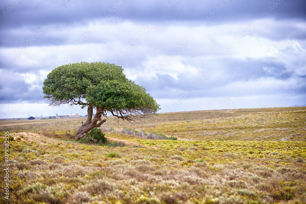 Tree of life. A tree standing on a remote African landscape - copyspace.