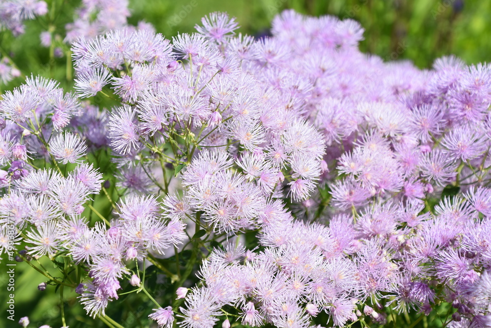 Closeup on meadow rue Thalictrum pink flowers