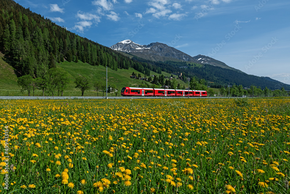 train and meadow with yellow flowers