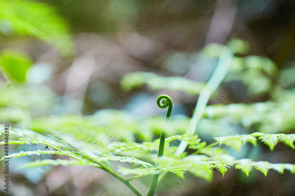 Tender green tendrils. Shot of a fern growing in a woodland area.