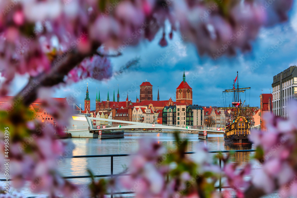 Blooming cherry trees by the Motława River at dawn, Gdańsk. Poland