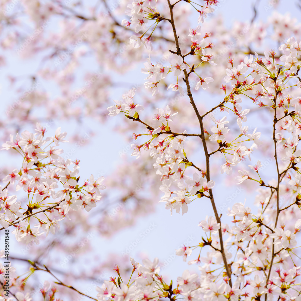 White cherry blossoms blooming in the spring