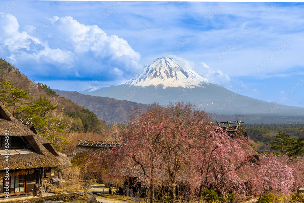 春の富士山　Mt. Fuji in spring