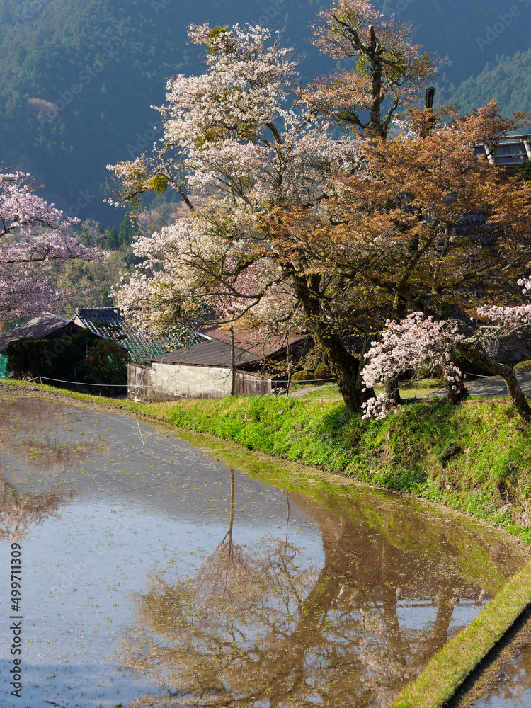 三多気の棚田に咲く桜