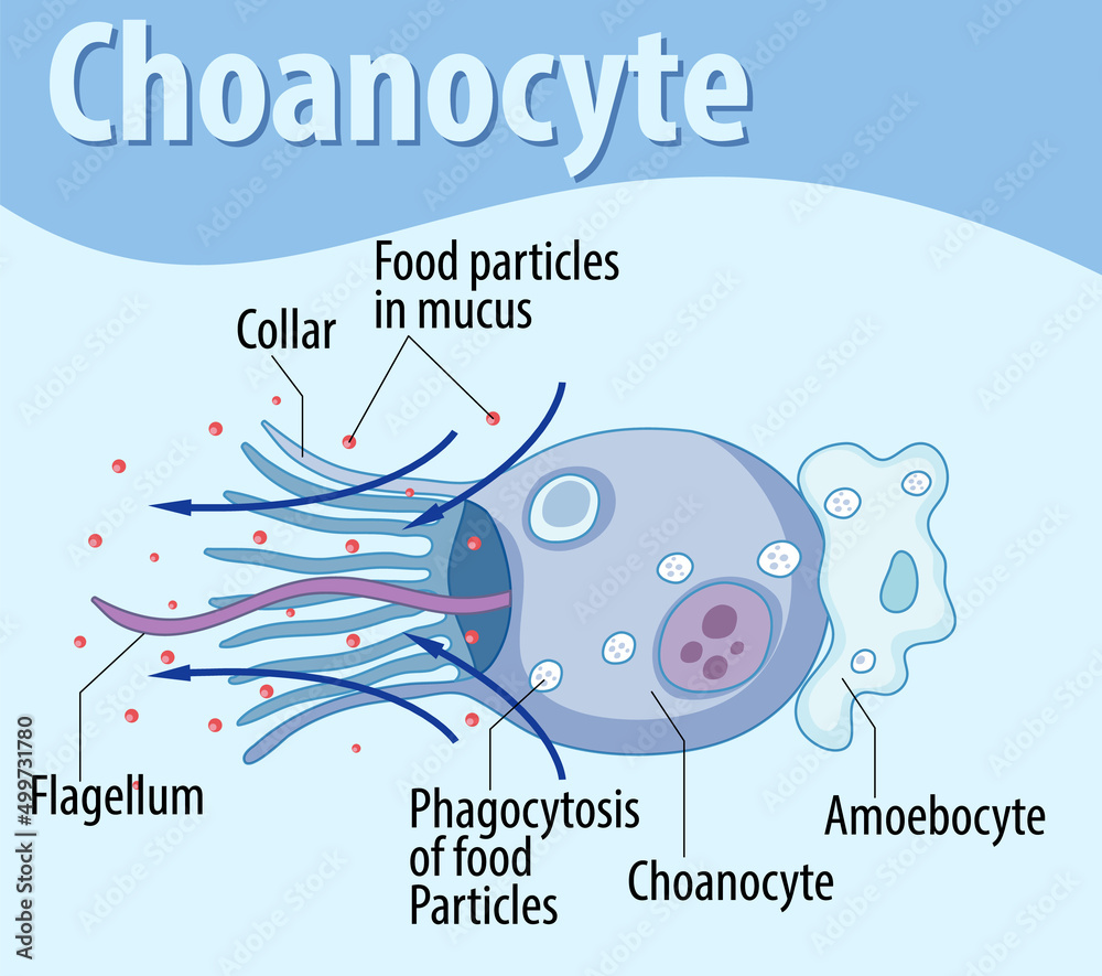 海绵状choanocyte结构示意图