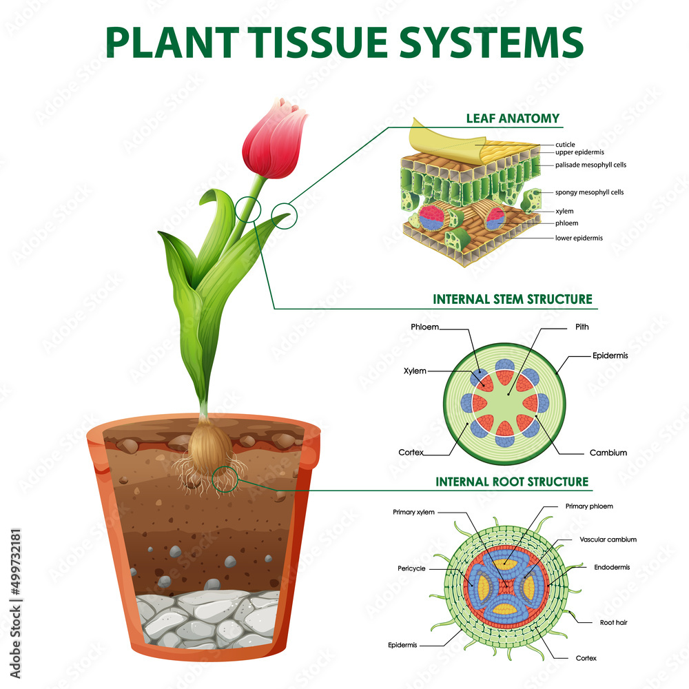 植物组织系统示意图