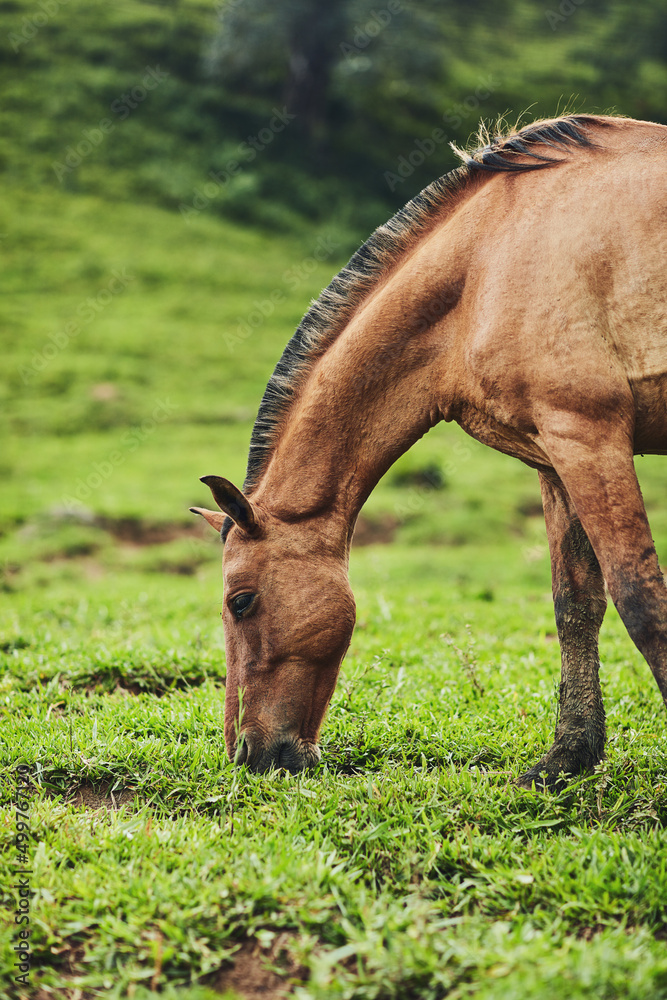 The farm has everything he needs. Cropped shot of a horse eating grass on a farm outside.