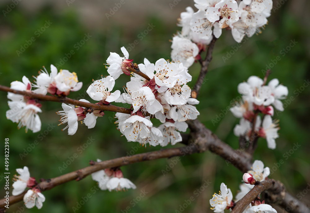 春天杏树开花