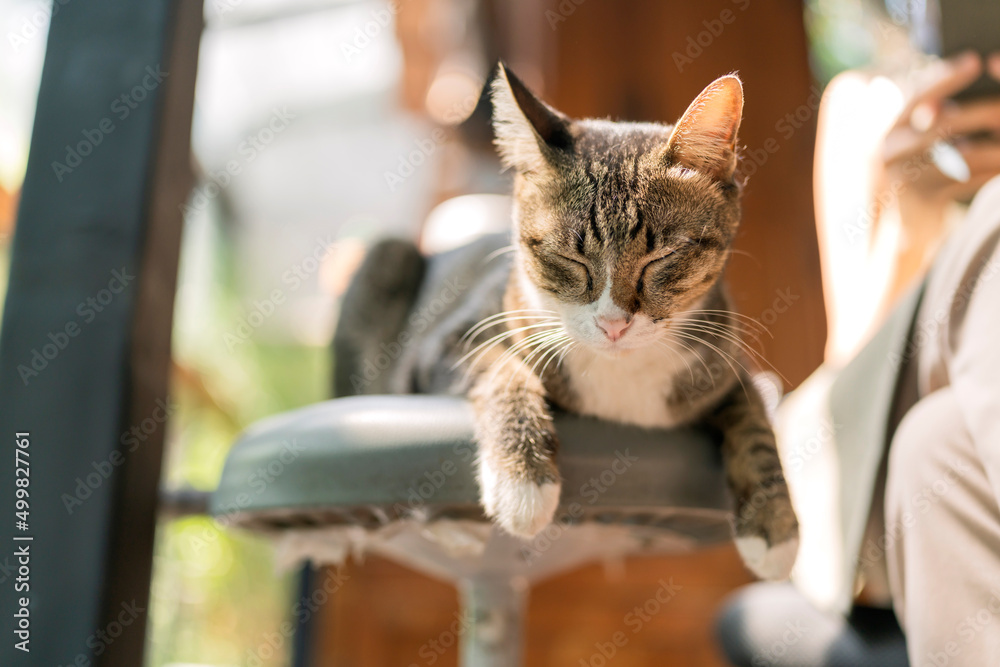 一只在家睡觉的猫的特写，美丽可爱的短发灰色虎斑猫躺在h的椅子上