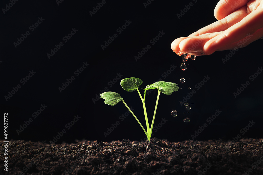 hand watering young plant in garden