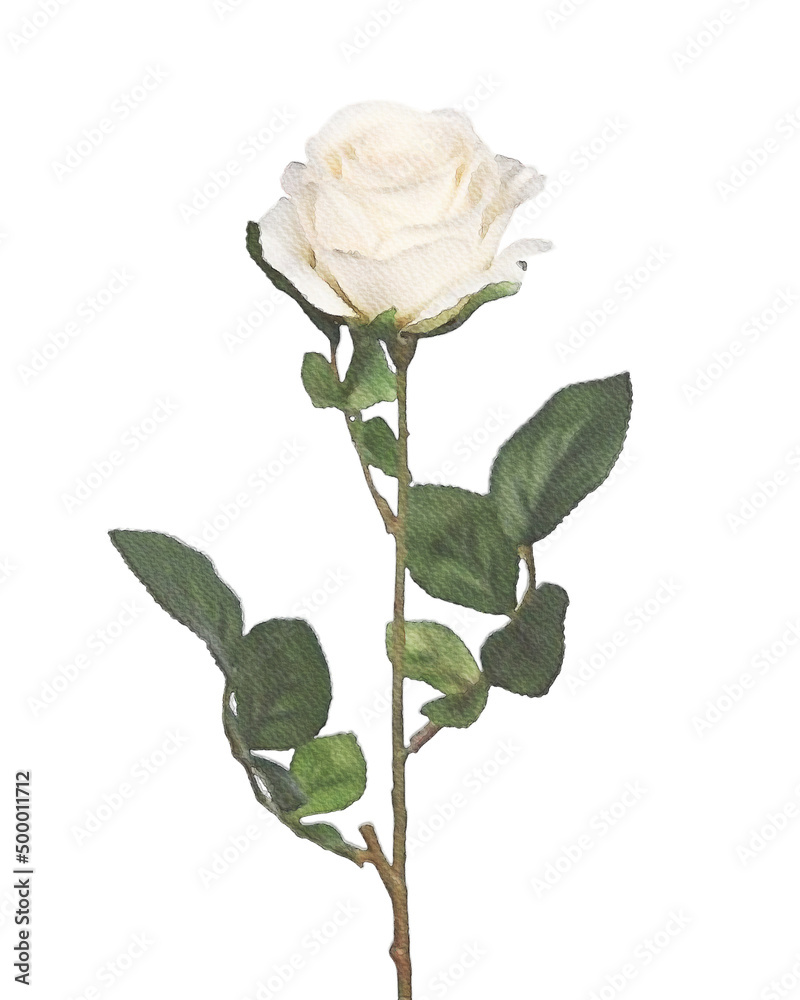 single rose isolated on white