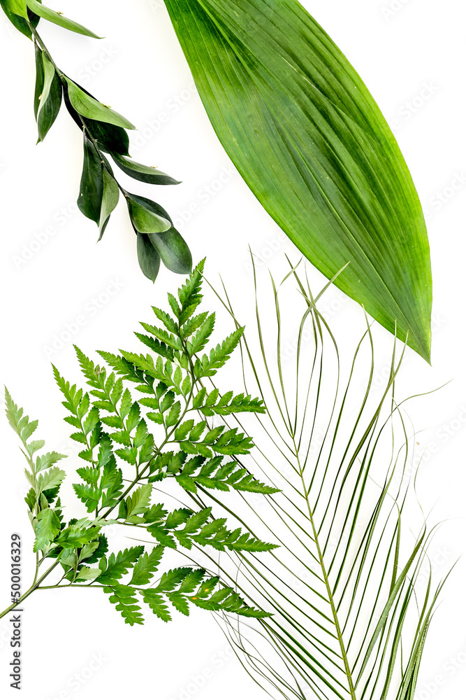 Different tropical green leaves on white background