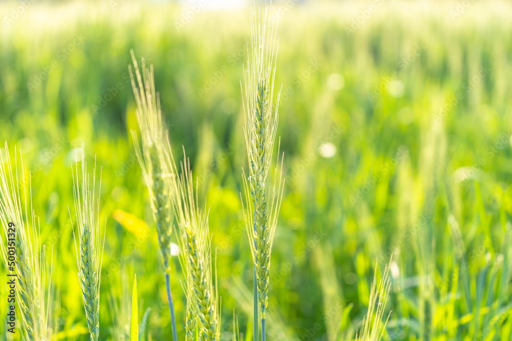 green wheat field