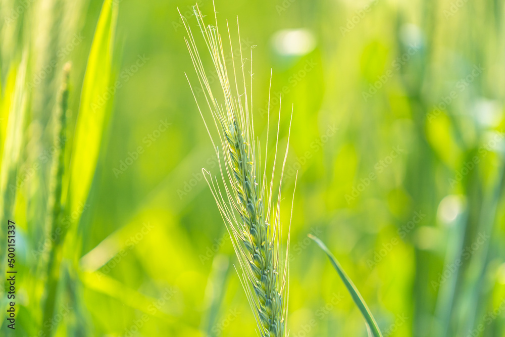 green wheat field