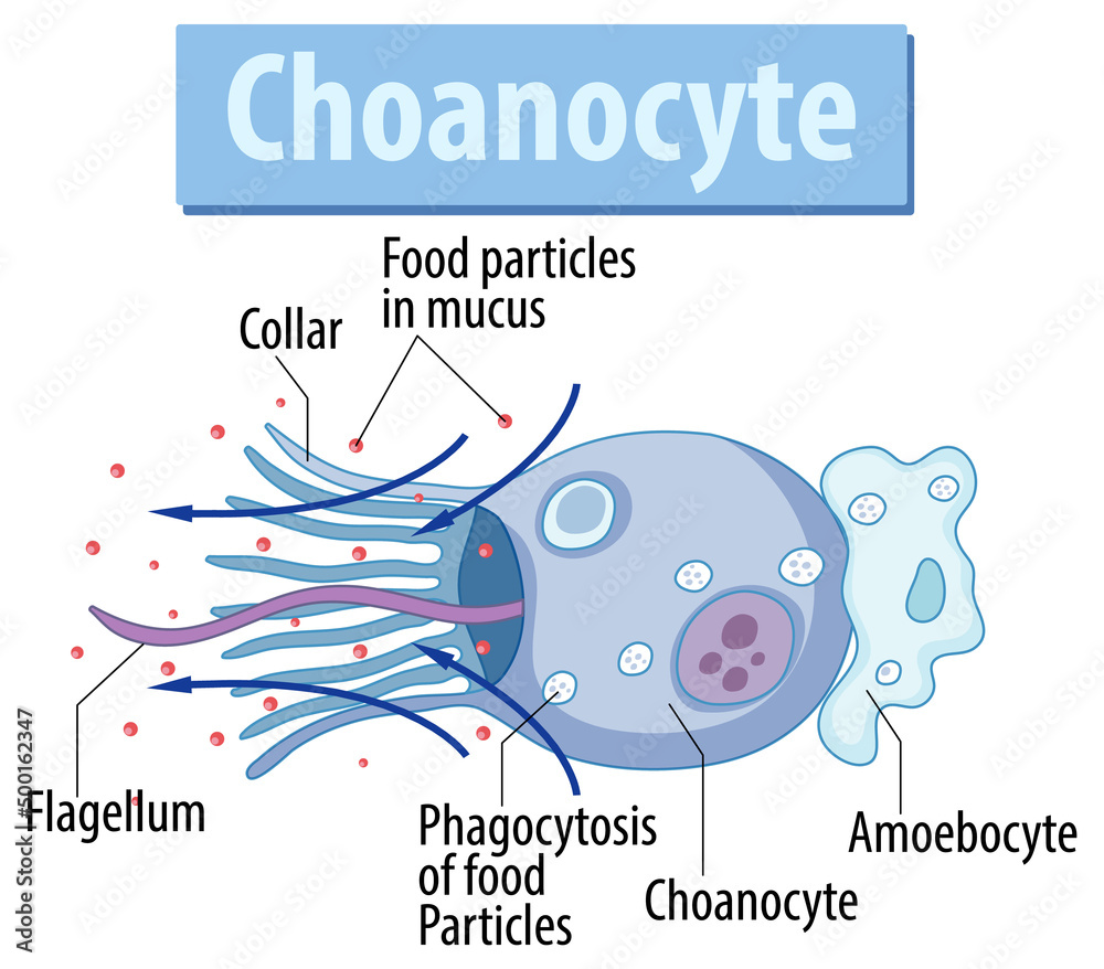 海绵choanocyte结构示意图