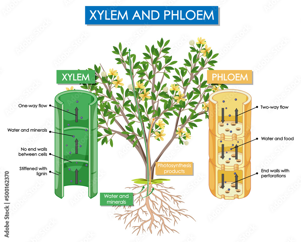 木质部和韧皮部植物示意图