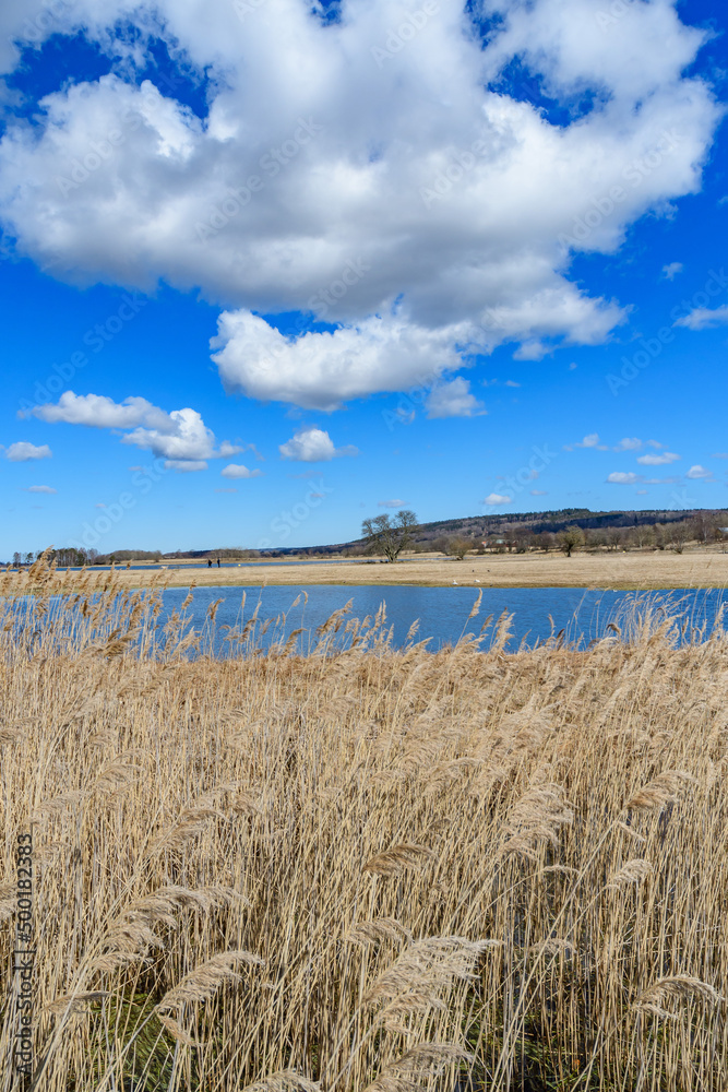 nature reserve lake hornborgasjoen in sweden