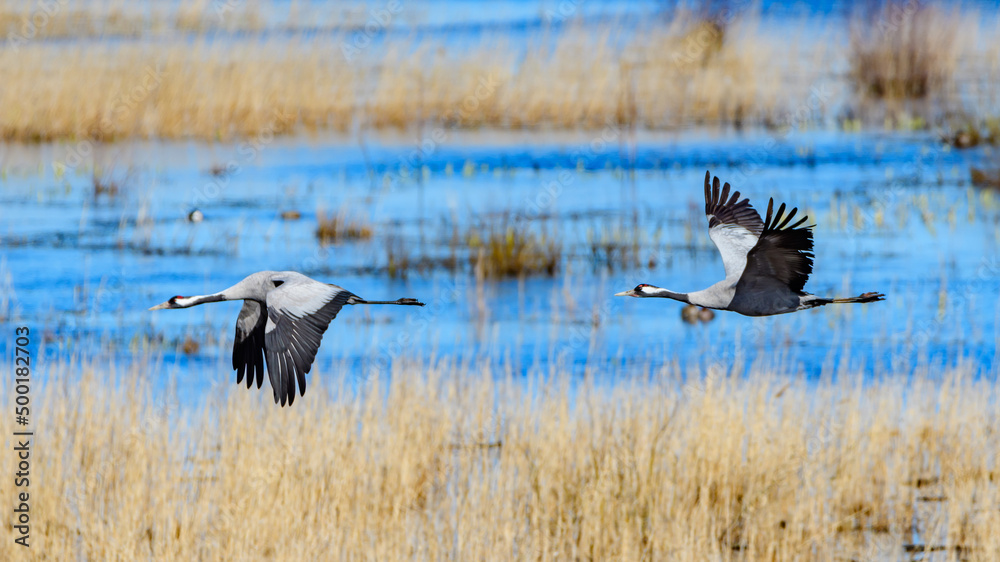 cranes (grus grus) flying over the swedish lake hornborgasjön in april