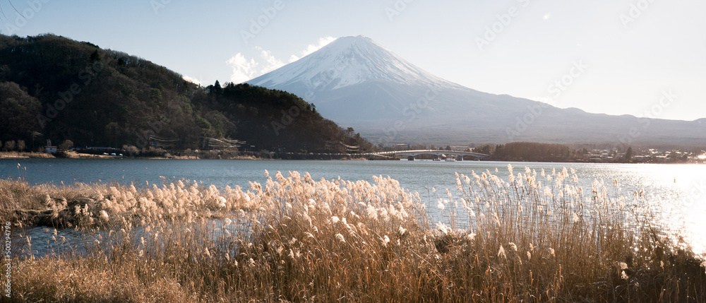 富士山和秋天芦苇的晚景。