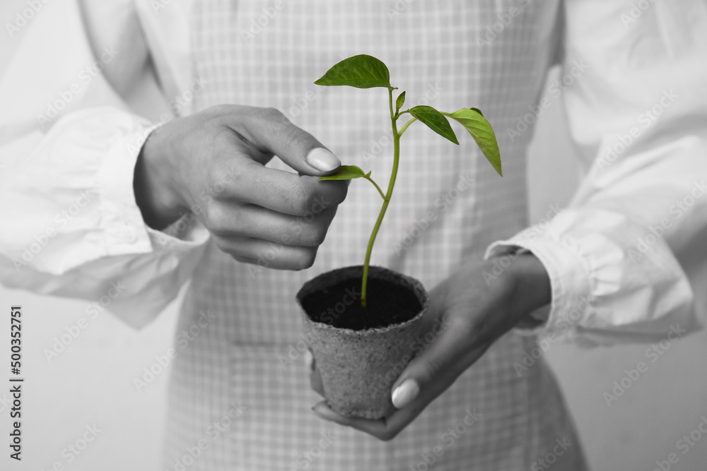 Woman holding green seedling in peat pot on light background, closeup