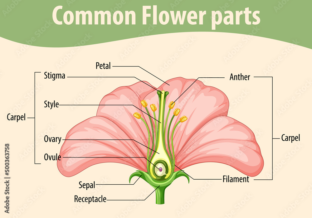 常见花朵部位示意图