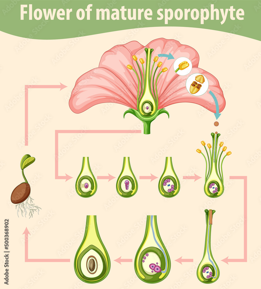 Diagram showing flower of mature sporophyte