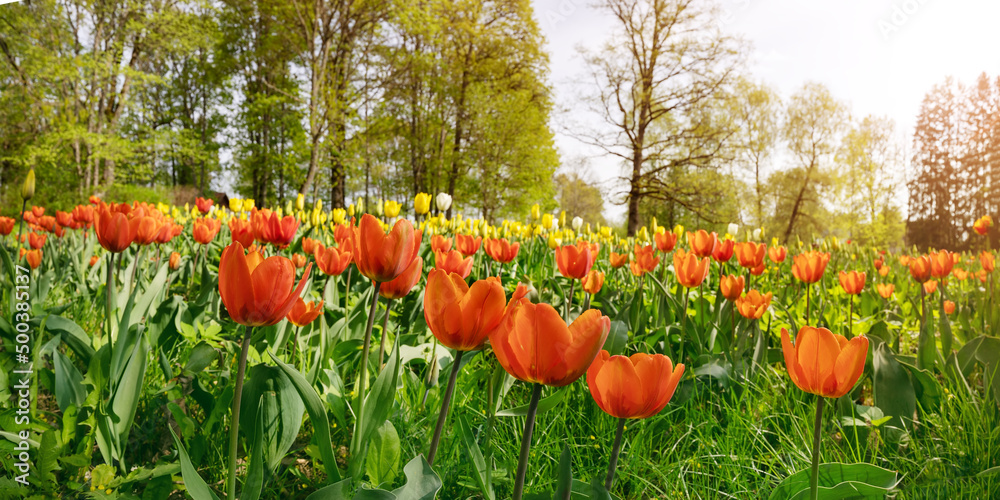 Forest park with young red and yellow tulips.