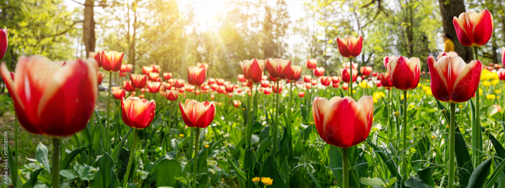 Closeup view of the young red tulips.