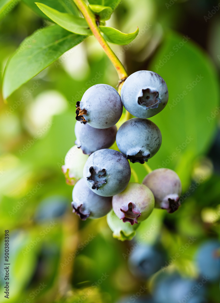 Ripe blueberries (Vaccinium Corymbosum) in homemade garden. Fresh bunch of natural fruit growing on 