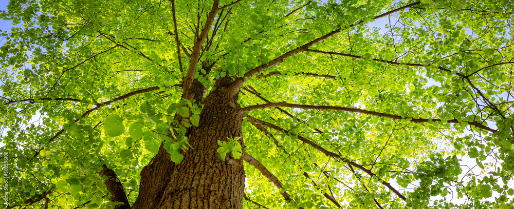 Old giant linden tree with fresh young foliage.