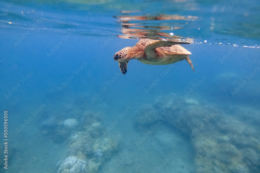 Green sea turtle above coral reef underwater photograph