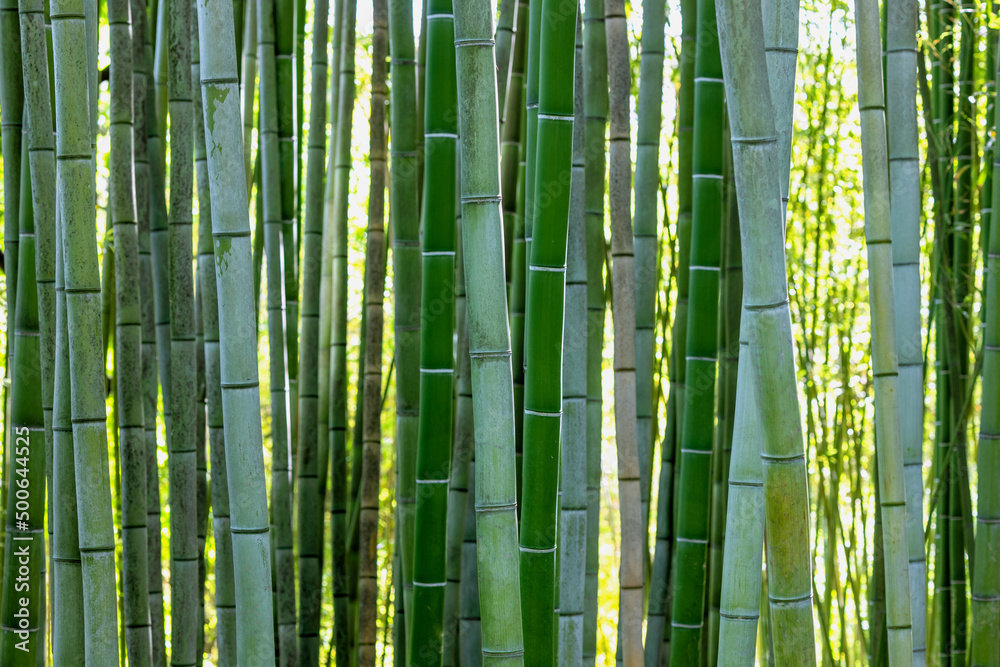 bamboo plant stems