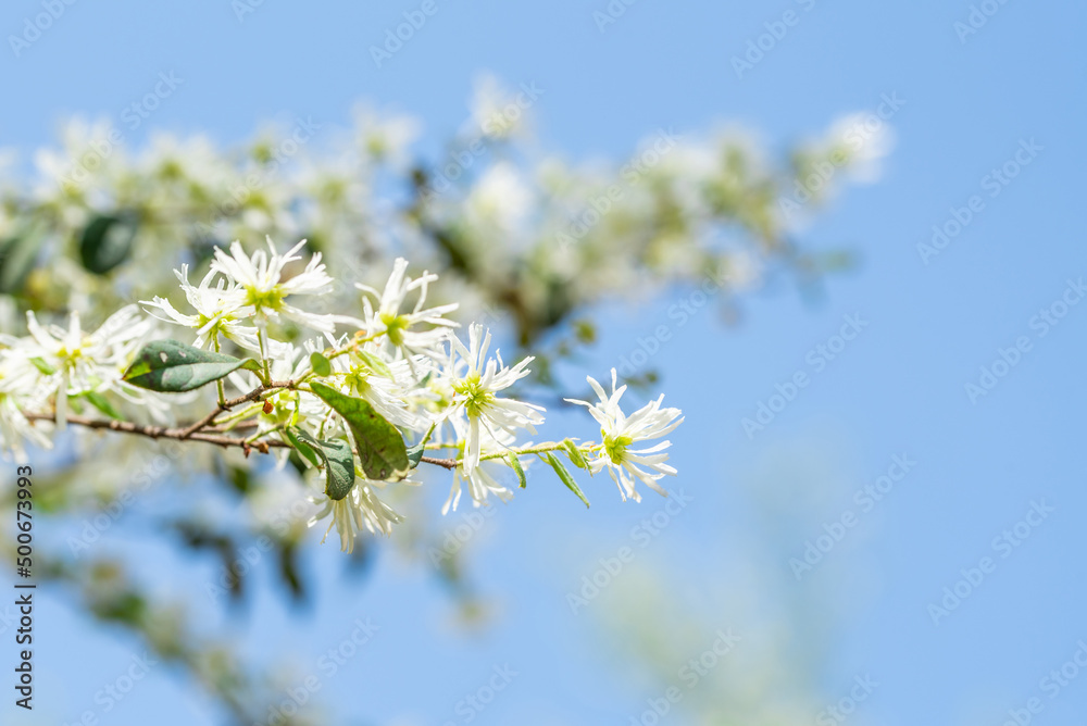 木质背景材料上春意盎然的白花