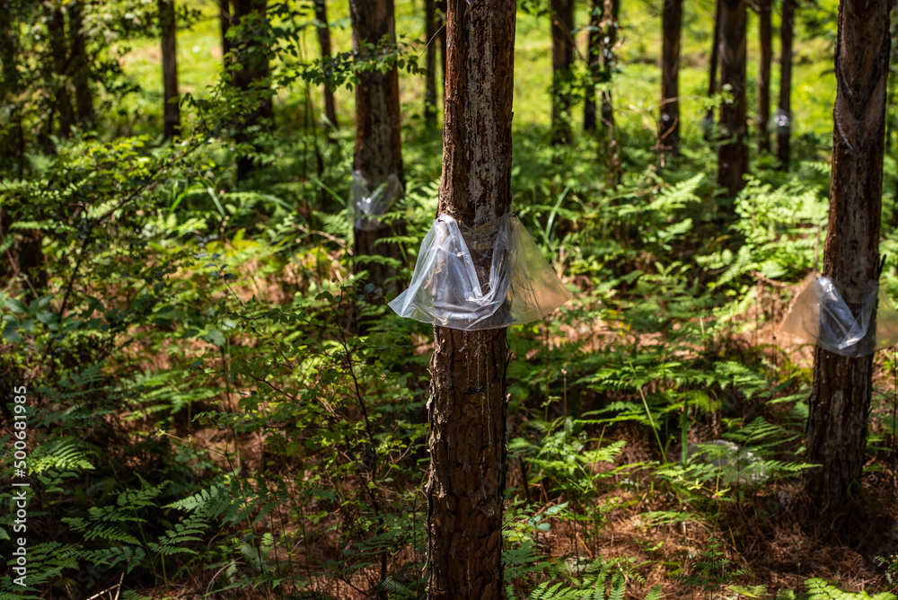 Plastic bags for harvesting pine oil in the forest